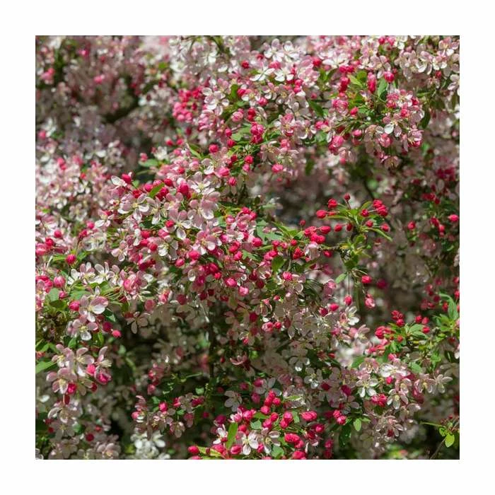 Malus floribunda | Crabapple Tree - Image 2