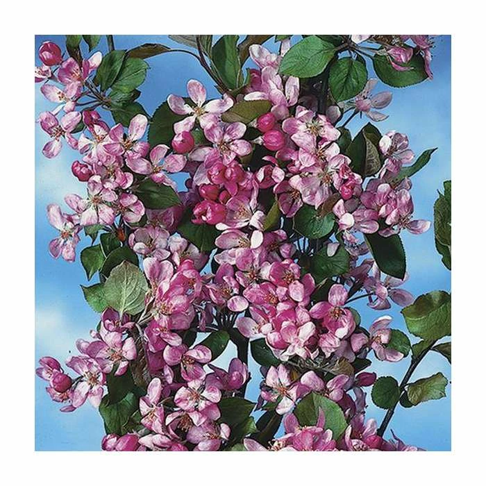 Malus x purpurea 'Neville Copeman' | Crabapple Tree - Image 3