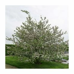 Malus x robusta 'Red Sentinel' | Crab Apple Tree | 12L Pot | 150-180cm | By Frank P Matthews