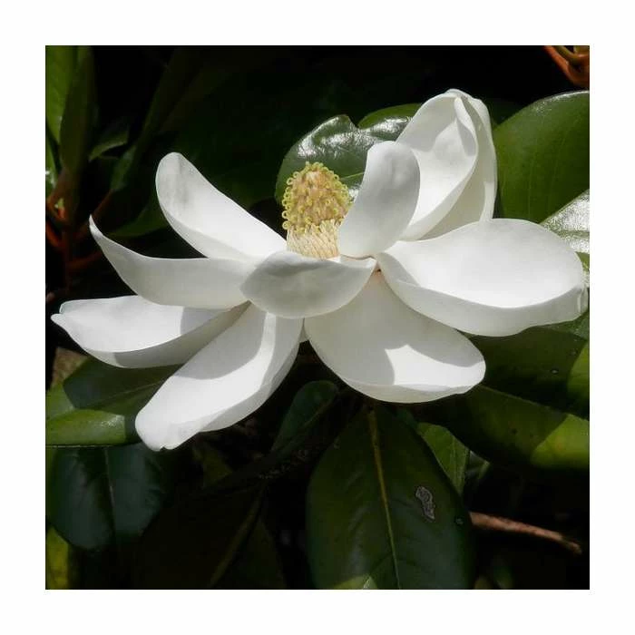 Magnolia grandiflora 'Gallisoniensis'