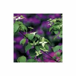 Cornus kousa var. chinensis | Chinese dogwood | 7L Pot | 120-150cm | By Frank P Matthews