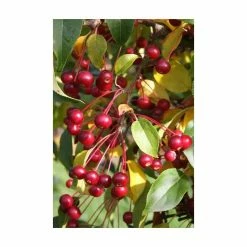 Malus brevipes 'Wedding Bouquet' | Crab Apple Tree | 12L Pot | 150-180cm | By Frank P Matthews