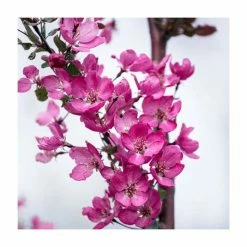 Malus 'Indian Magic' | Crab Apple Tree | 12L Pot | 150-180cm | By Frank P Matthews