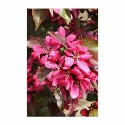 Malus × moerlandsii 'Profusion' | Crab Apple Tree | 12L Pot | 150-180cm | By Frank P Matthews