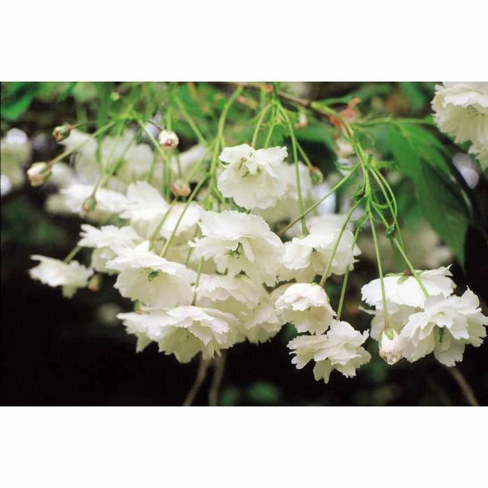 Prunus avium 'Plena' | Cherry Blossom Tree | 12L Pot | 150-180cm | By Frank P Matthews - Image 3