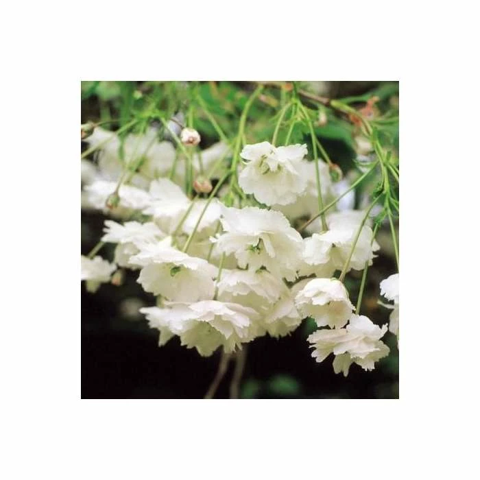 Prunus avium 'Plena' | Cherry Blossom Tree | 12L Pot | 150-180cm | By Frank P Matthews - Image 2