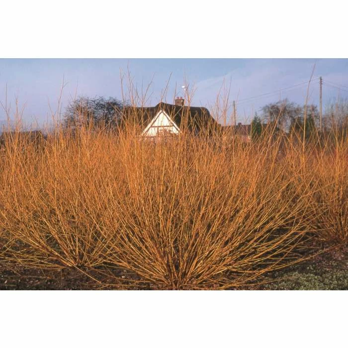 Salix alba 'Golden Ness' | White Willow Tree | 12L Pot | 150-180cm | By Frank P Matthews - Image 2
