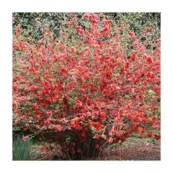 Chaenomeles speciosa | Japanese Quince | Bare Root | 20-50cm