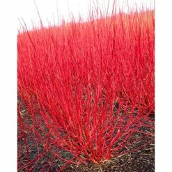 0.6-1.6ft Red Stemmed Dogwood | Bare Root | Cornus Alba