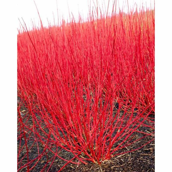 0.6-1.6ft Red Stemmed Dogwood | Bare Root | Cornus Alba