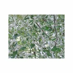 Populus alba | White Poplar Tree | Bare Root | 110-140cm