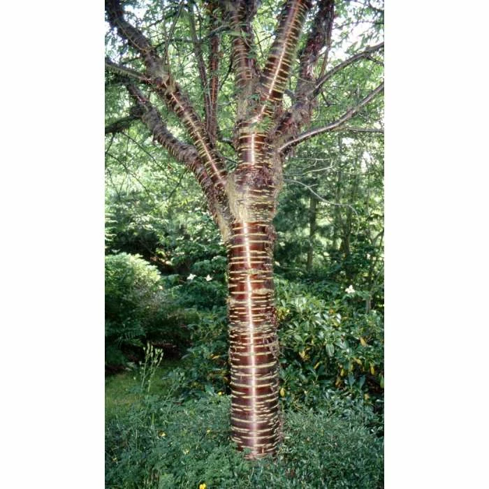 Prunus serrula 'Branklyn' | Cherry Blossom Tree | 12L Pot | 150-180cm | By Frank P Matthews