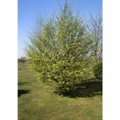 Carpinus Betulus | Common Hornbeam Tree | 12L Pot | 150-180cm | By Frank P Matthews