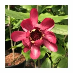 Calycanthus 'Aphrodite' | 12L Pot | 120-130cm | By Frank P Matthews