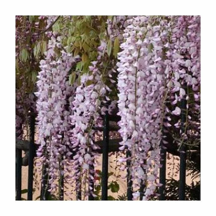3ft Wisteria 'Hon-beni' | 7L Pot | Wisteria floribunda 'Hon-beni' - Image 3