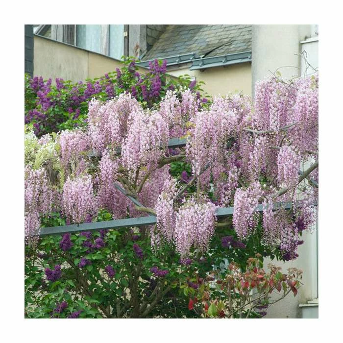 3ft Wisteria 'Hon-beni' | 7L Pot | Wisteria floribunda 'Hon-beni'