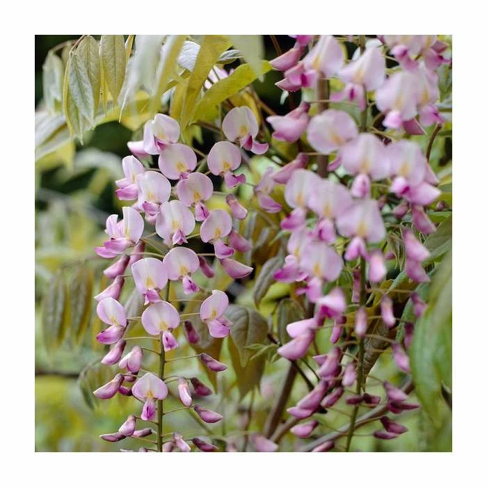 3ft Wisteria 'Hon-beni' | 7L Pot | Wisteria floribunda 'Hon-beni' - Image 2
