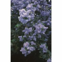 Ceanothus 'Trewithen Blue' | Californian Lilac Tree | 150-180cm | By Frank P Matthews