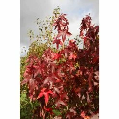 Liquidambar styraciflua 'Thea' | Sweet Gum Tree | 9L Pot | 120-150cm