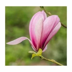 Magnolia fraseri 'Galaxy' | 12L Pot | 150-180cm | By Frank P Matthews