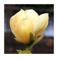 Magnolia 'Honey Tulip' | 12L Pot | 150-180cm | By Frank P Matthews